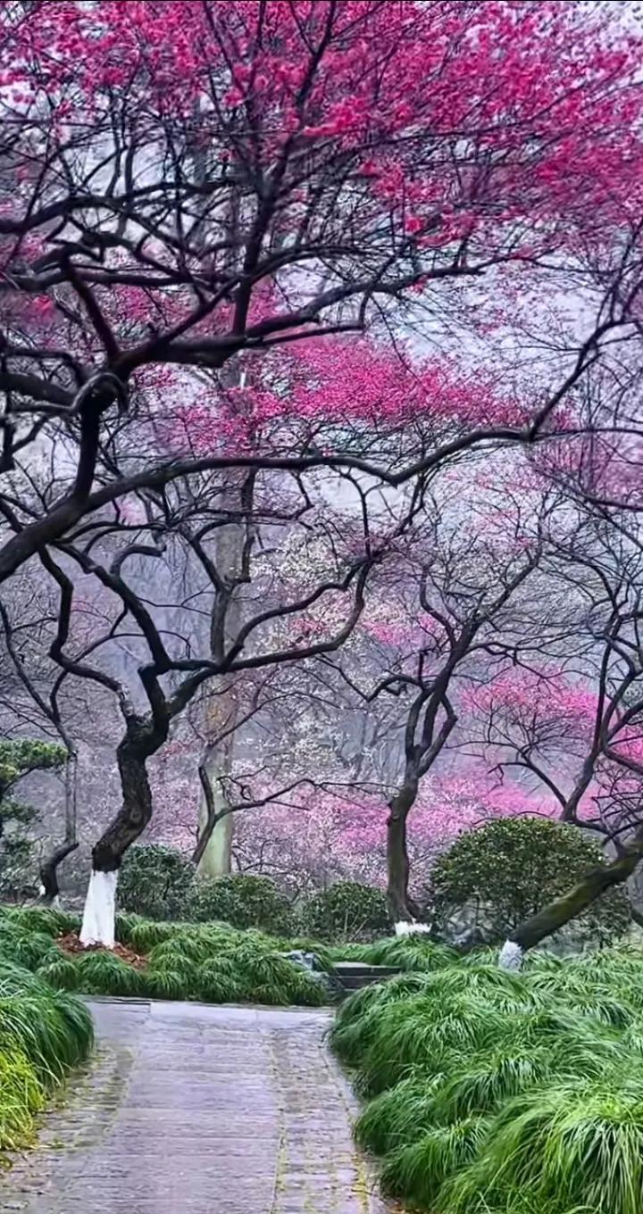 这个时候，去哪里看花呢？当然是来杭州探梅啦！太好看了，简直跟画里似的！这么多老梅