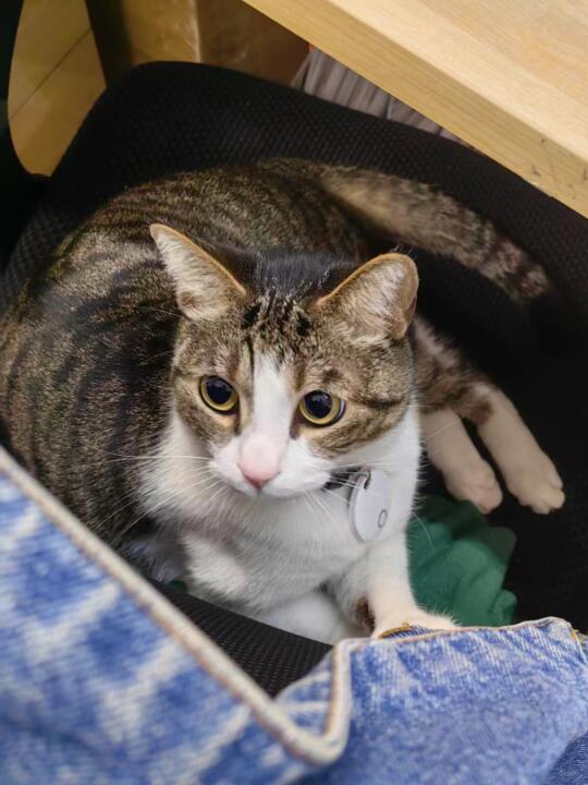 我的猫在招人稀罕它🤣🤣🤣
