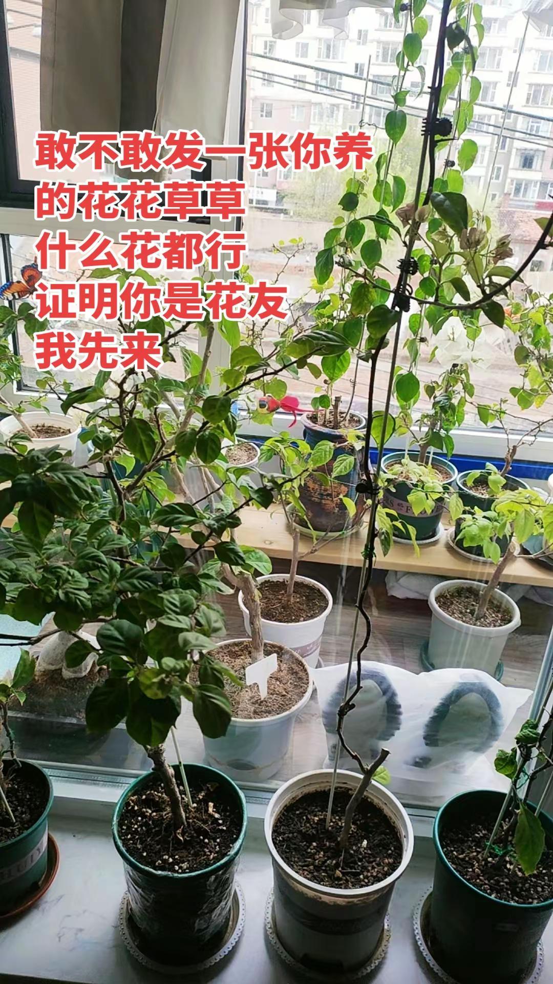 养花我是认真的 养花人的乐趣