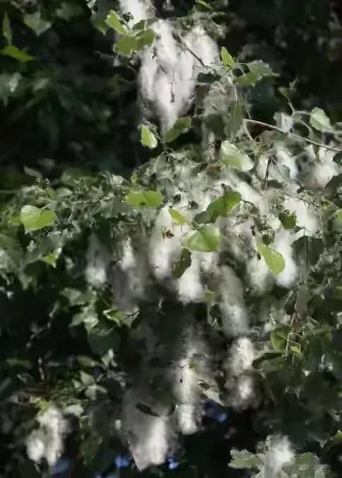 不知道哪个好心的部门，在小区外面，紧贴着小区围墙，种了一圈法国梧桐，如今，我们单