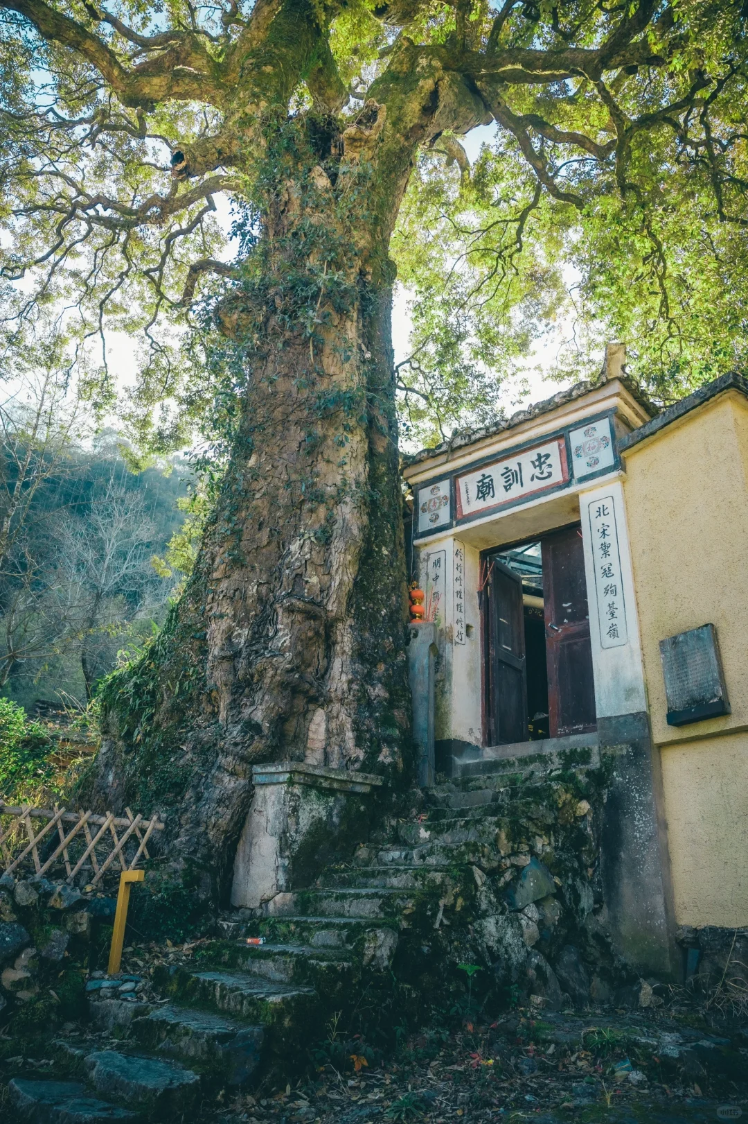 温州一个被时间遗忘的“千年古村落”🏠