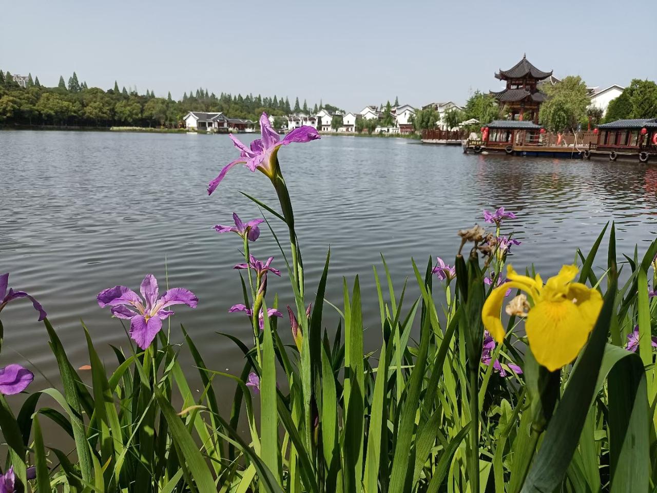 济南除了夏雨荷，还有什么！
因为一个小三夏雨荷，济南文旅的天塌了！
为什么琼瑶笔