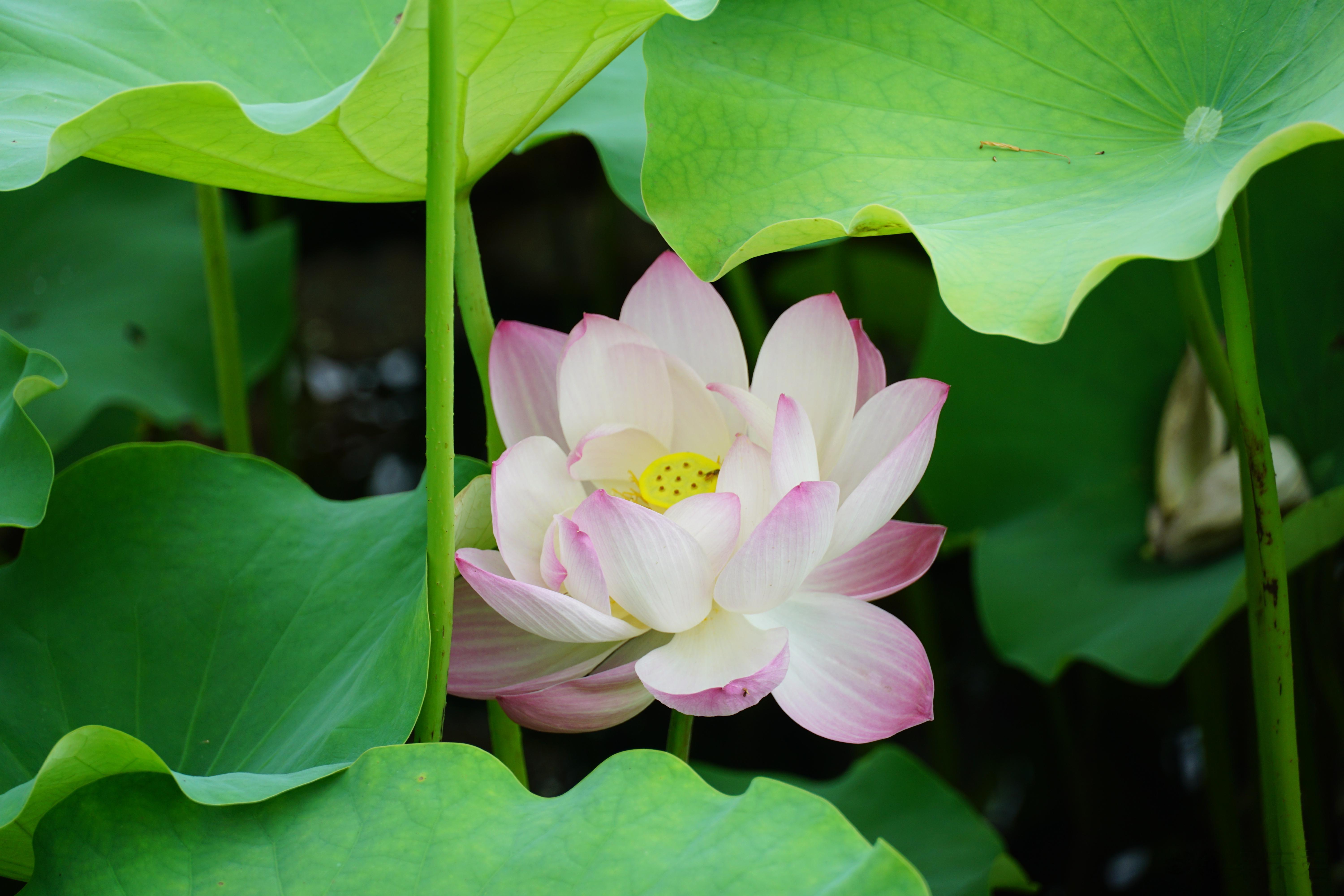 赏荷消夏 ​​​