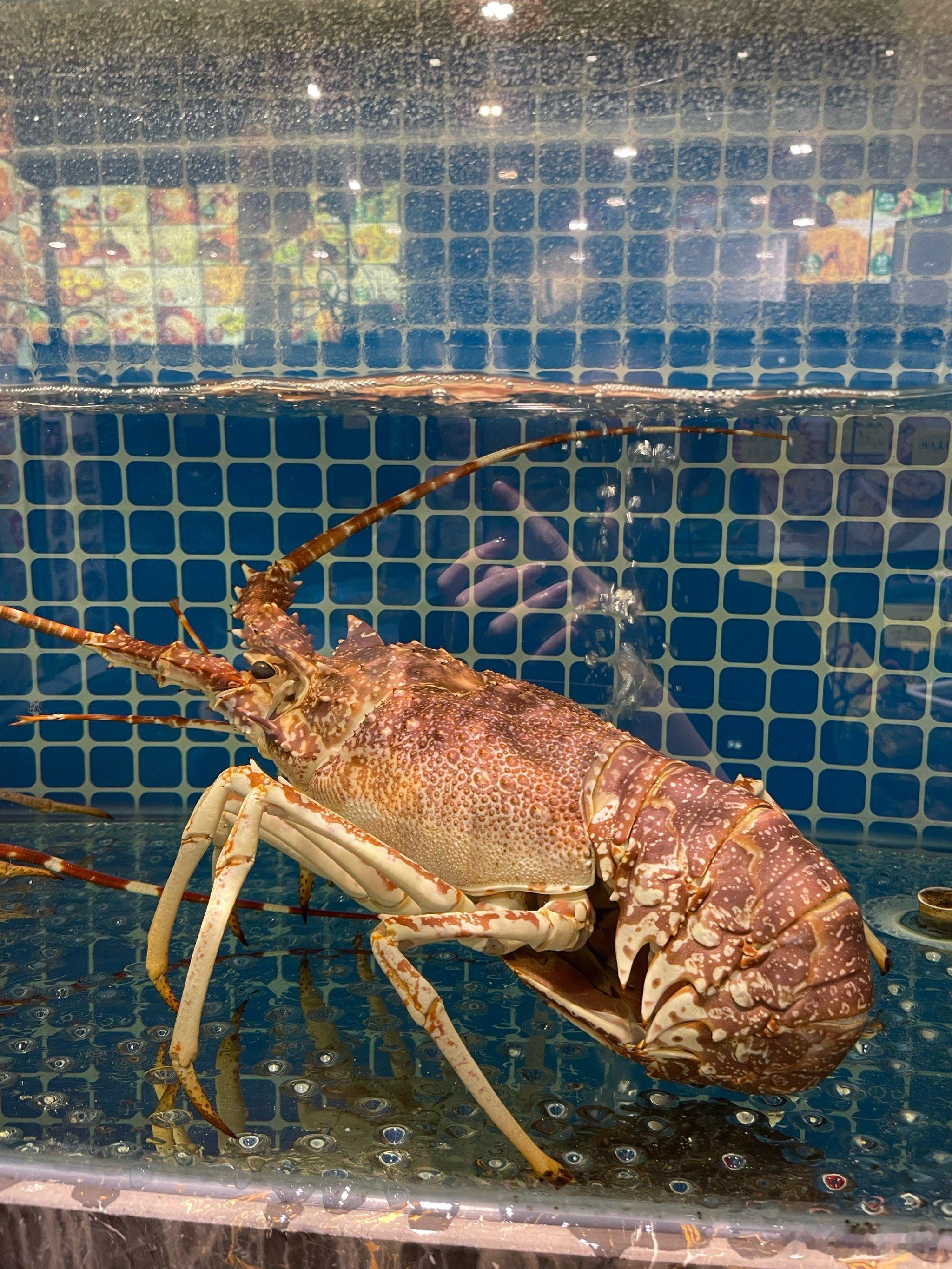 英国将禁止将活龙虾直接投入沸水烹煮该说不说他们还是挺人道，科学证实龙虾这类甲壳类