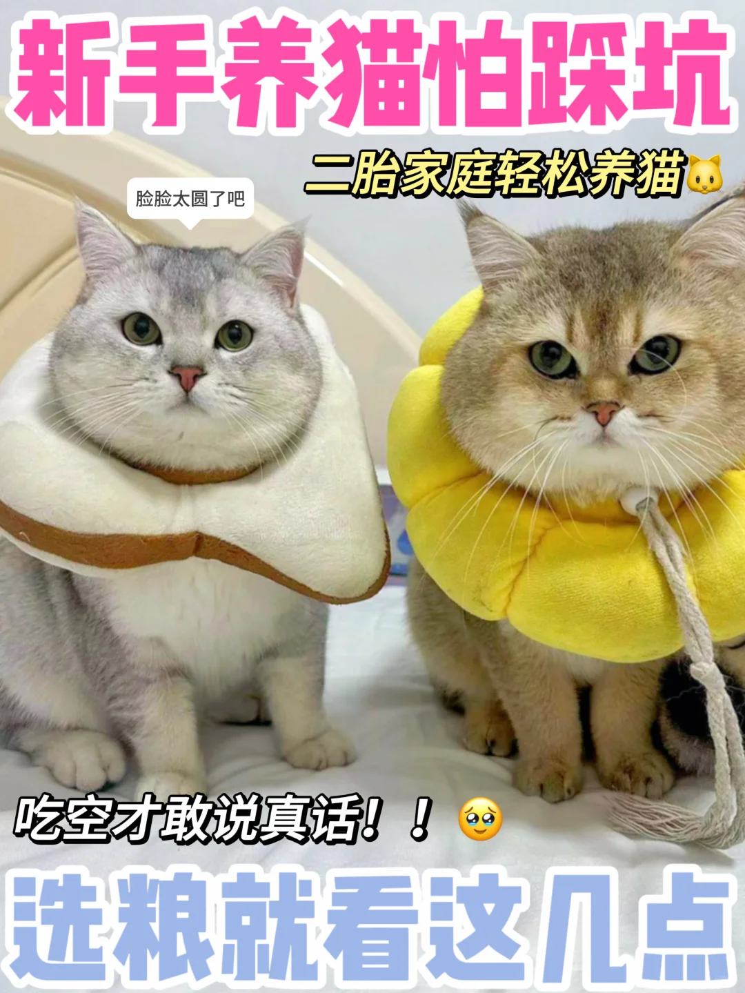 新手养猫买粮怕被坑！好猫粮看这几点就对了