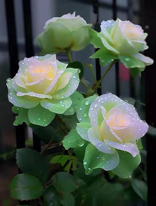 出水芙蓉，清新淡雅。