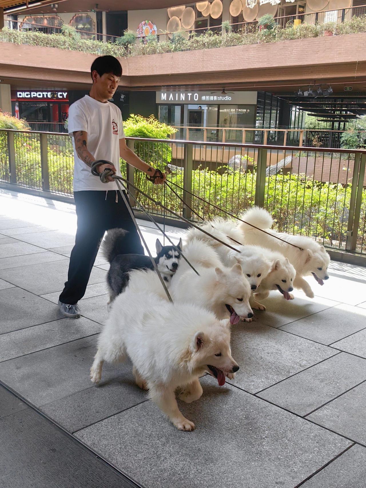 城市禁狗？别让“一刀切”寒了人心！核心是“治恶”不是“禁宠”
 
“城市该全面禁