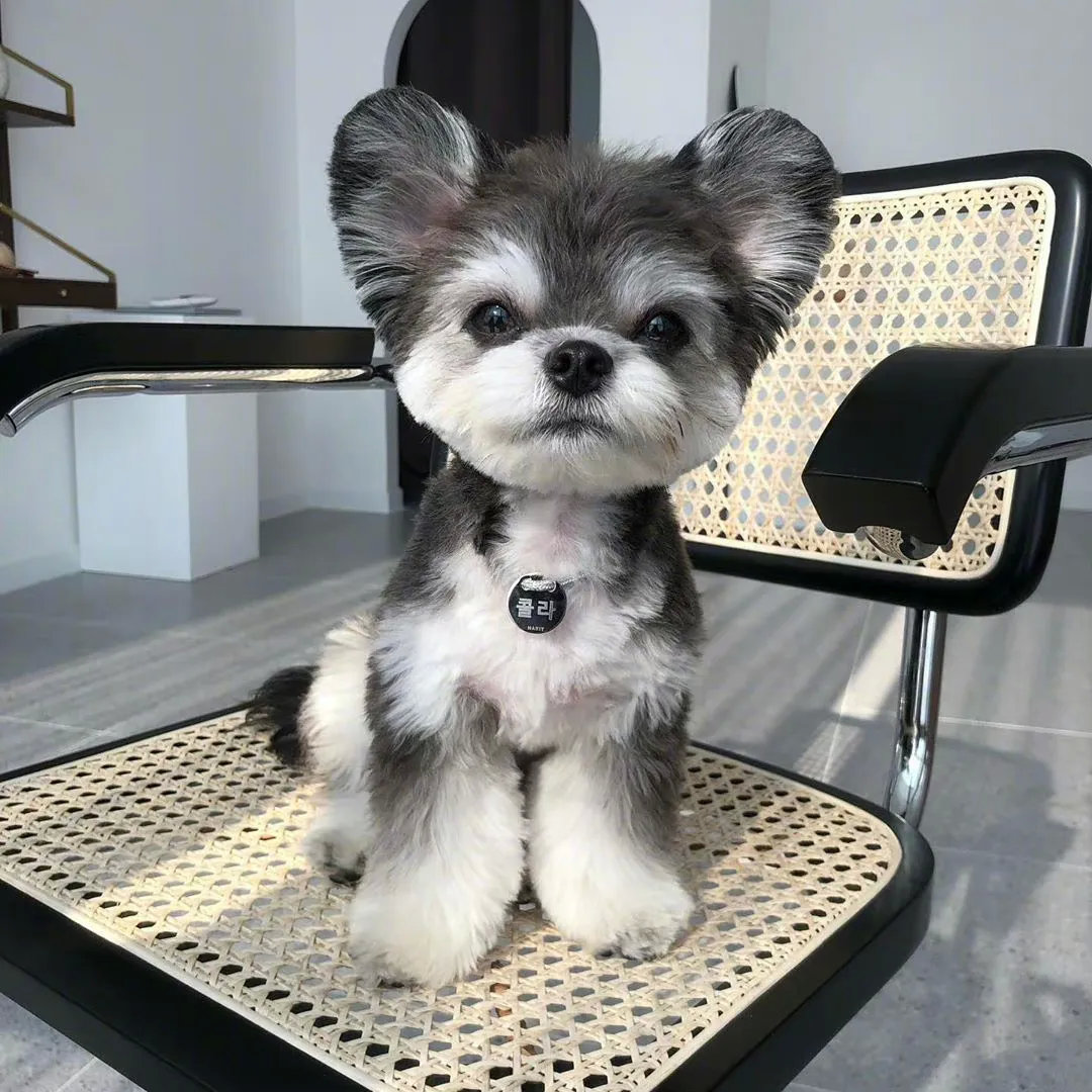 约克夏宝宝真是个乖巧可爱的小精灵呀！