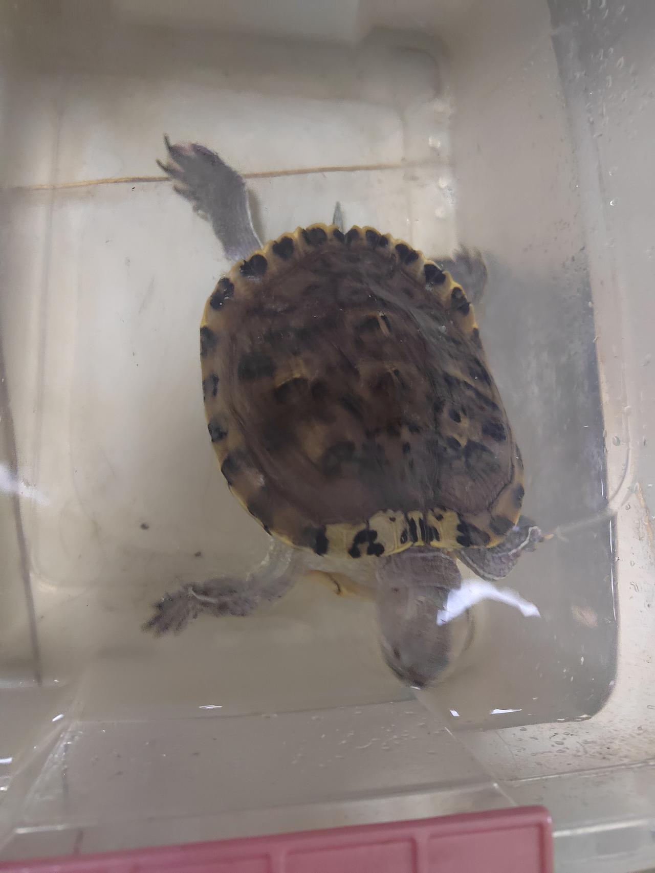 这只小🐢，取名壮壮，从小学一年级开始来我们家，到现在孩子读初一了，刚开来的时候