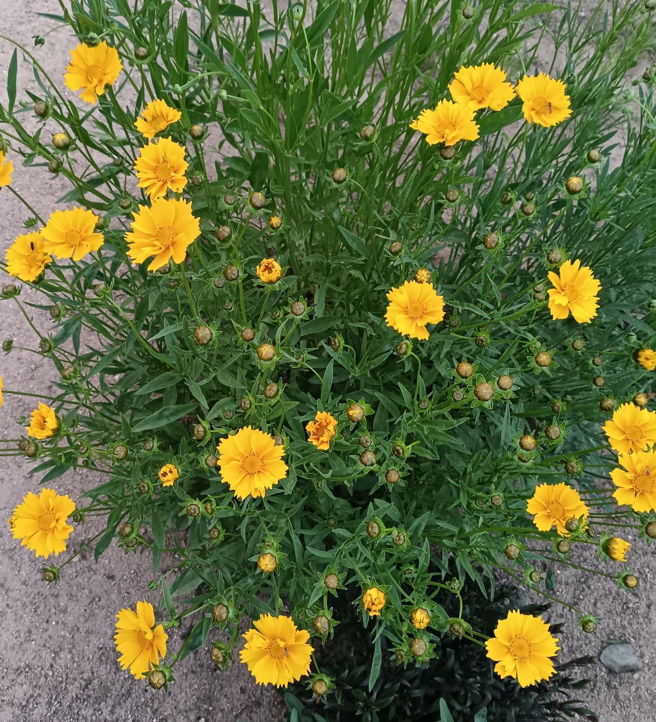 鲜艳的黄花在绿意里摇曳，把初夏的光揉进了每一朵小巧俊美的花瓣。