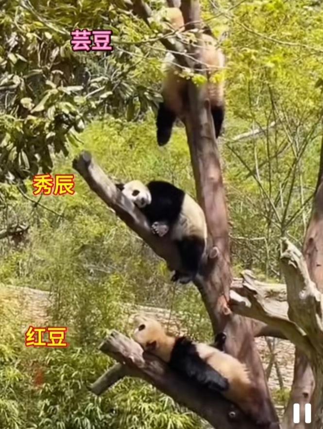 想不想拥有一棵熊猫树？[大笑]天气渐渐炎热，芸豆、秀辰、红豆三个小可爱分别待在一