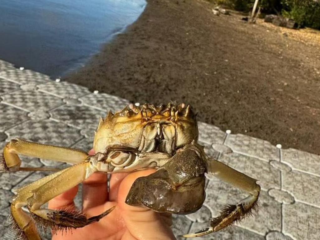 美国俄勒冈州因为一只大闸蟹闹得人心惶惶，这事儿听着挺离谱，但背后全是生态入侵的警