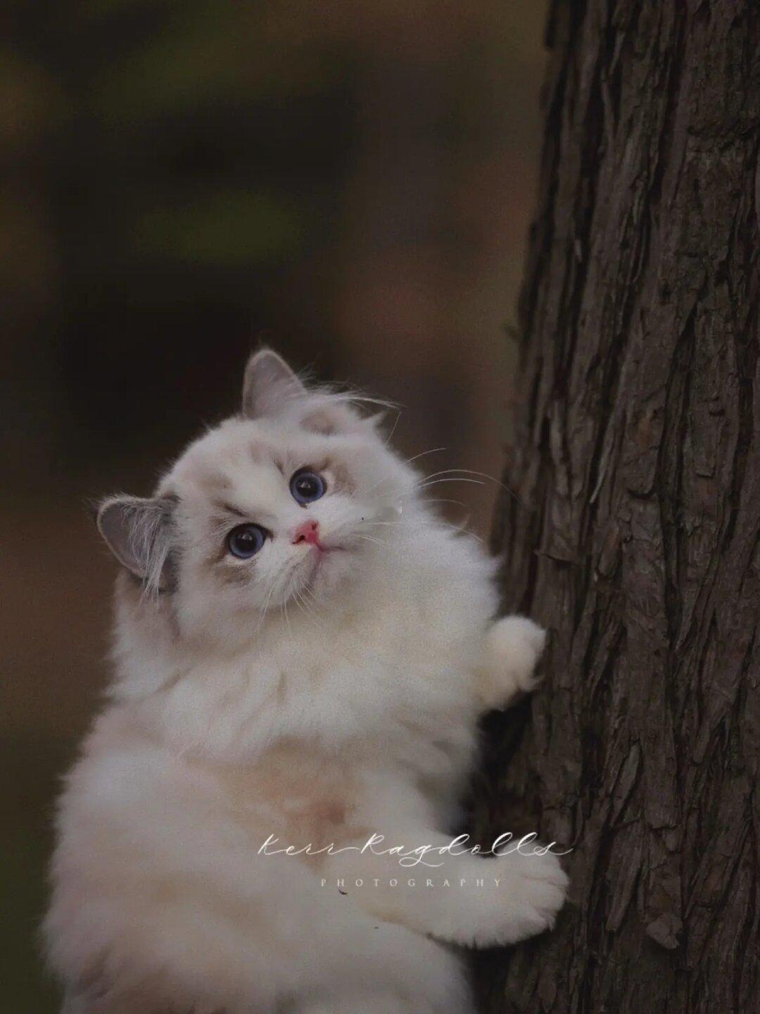 KERR布偶猫｜可以看看你们家的哈基米吗🐱