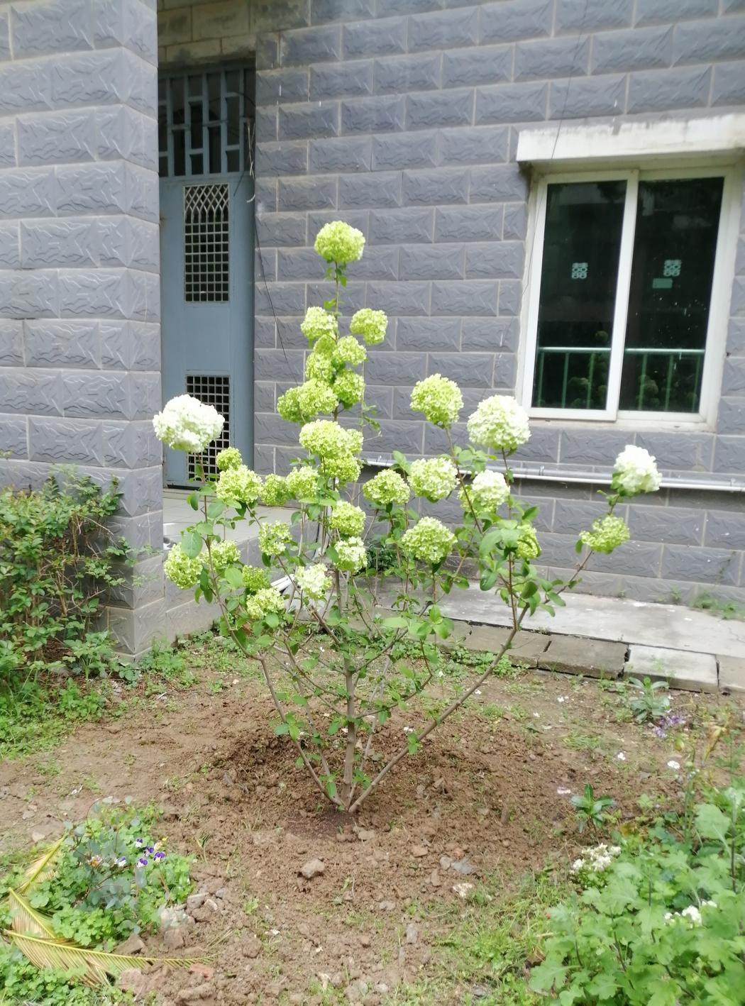 昨天隔壁梯邻居在楼下种了一颗绣球花，是真漂亮！对美的追求大家都是一样的，好的生活