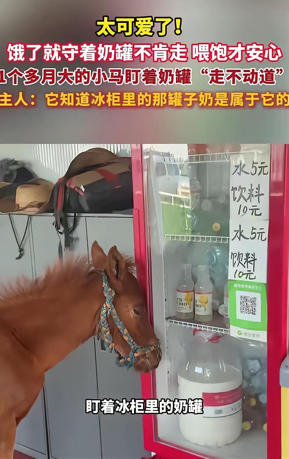 内蒙古这只小马驹的“扫马支付”名场面，我看完直接被萌得连嘴角都压不住。
    