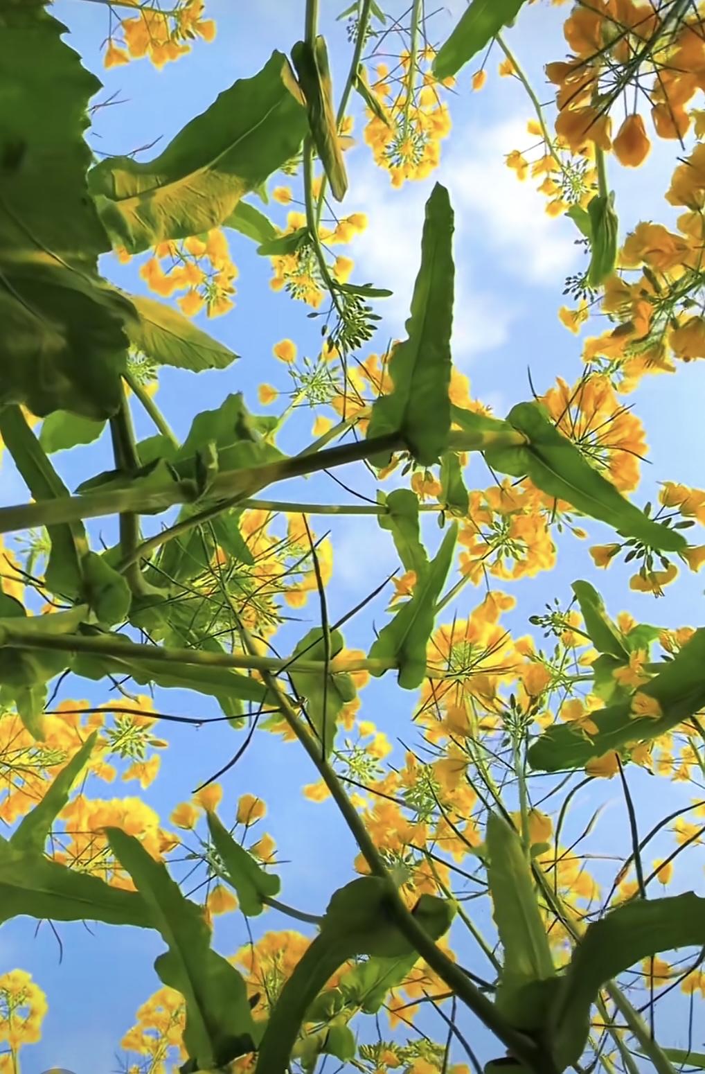 “情感”是一道美味，人与人之间，能够相遇，相识，相知，确是一种妙不可言的缘分；你