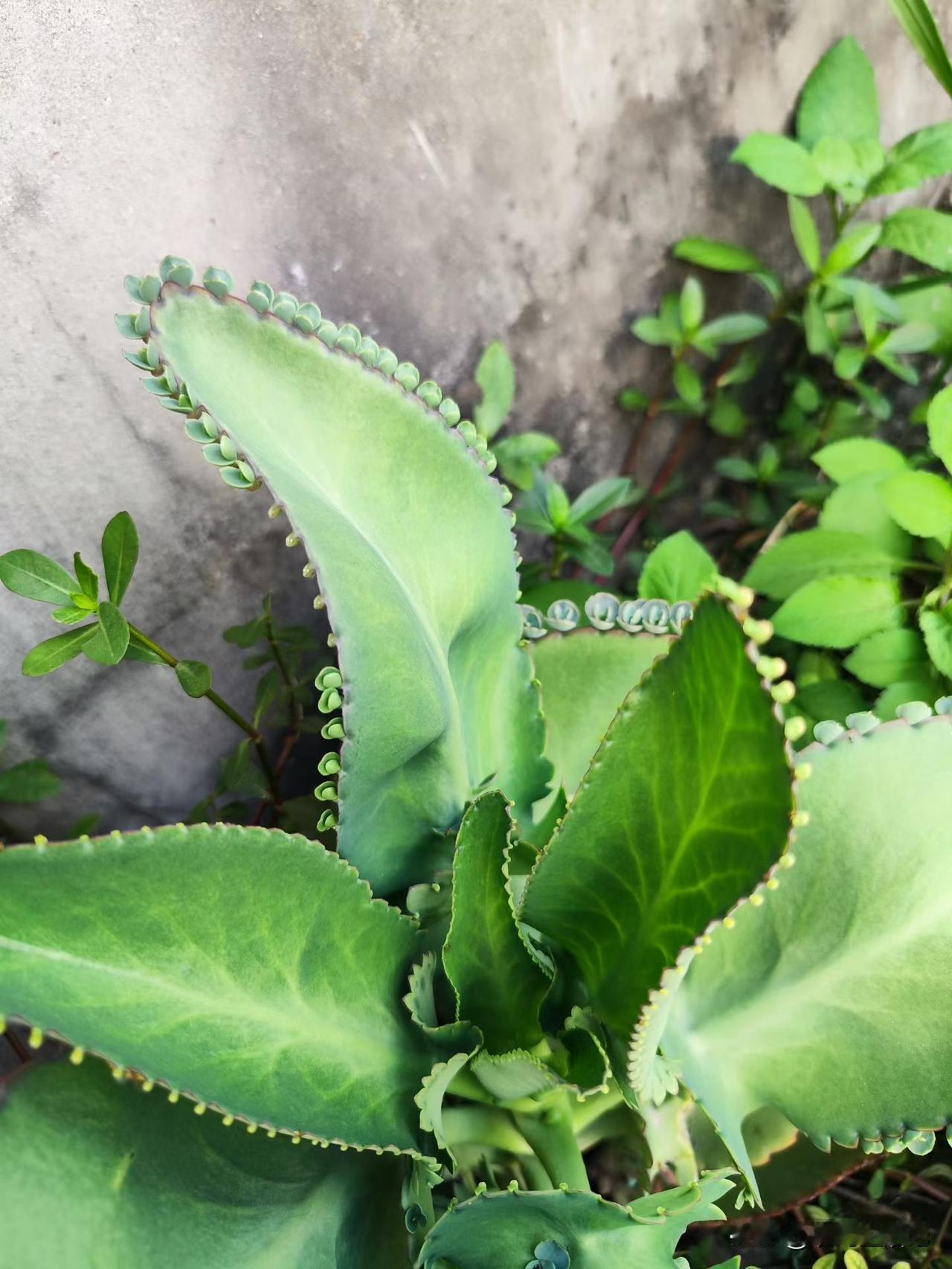 犄角旮旯发现的，有人认识这是什么植物吗？