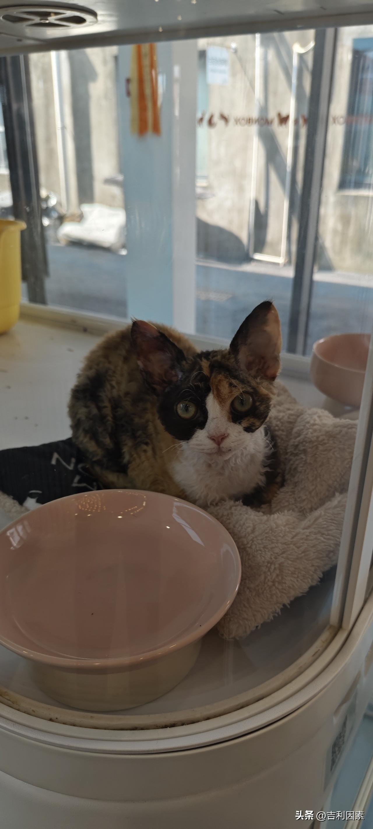 天气预报越来越准了
今天是个晴天，上午迎着春阳去花鸟市场逛了逛，买了几尾金鱼。走