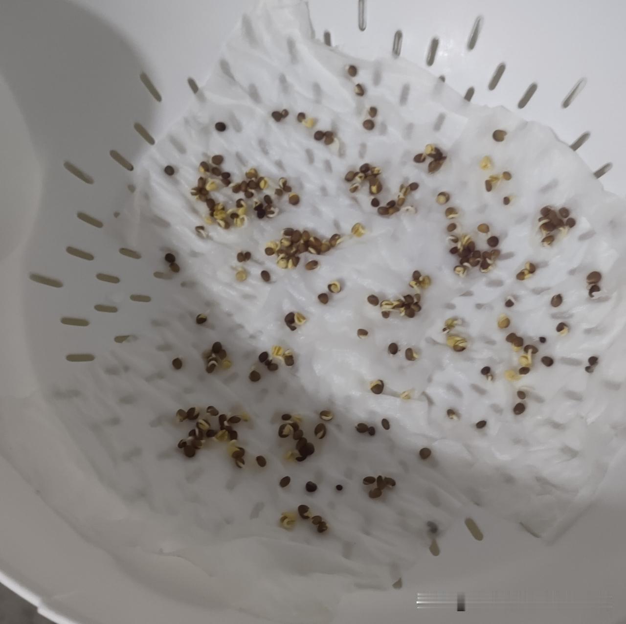 黄豆适合发豆芽，不适合生芽菜。
下图是我用黄豆实验发的芽菜，已经快长出叶子了。