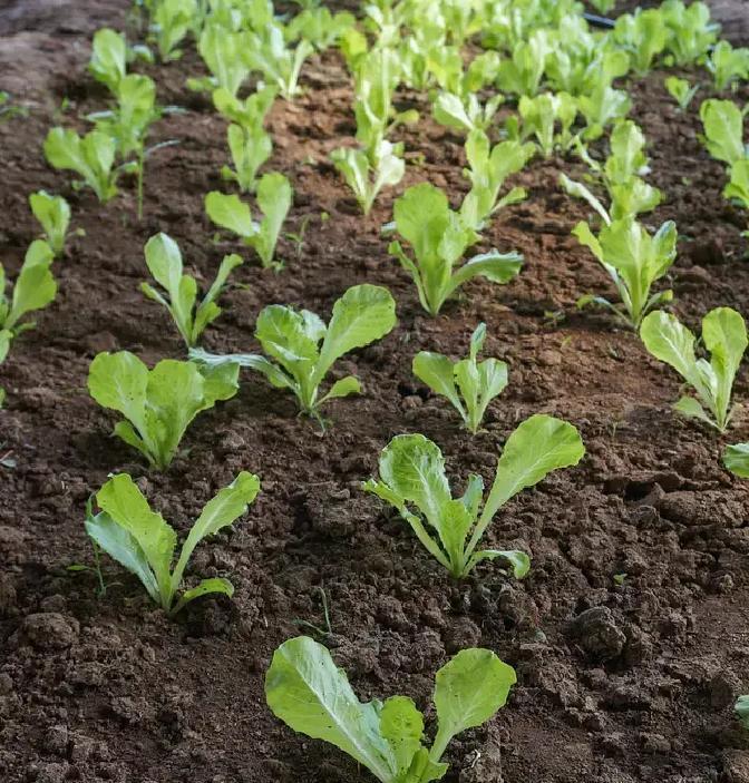 春分当天，北方农村地头有人已经黄瓜生菜下地，有人却还在炕头晒太阳，这一早一晚，夏