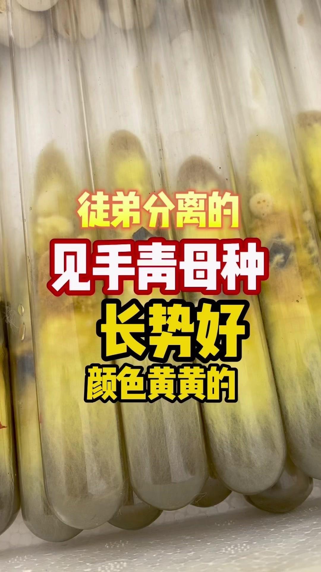 5月20号分离的黄牛肝菌母种，到6月2号刚好12天，长势还不错。同一批次分离的菌