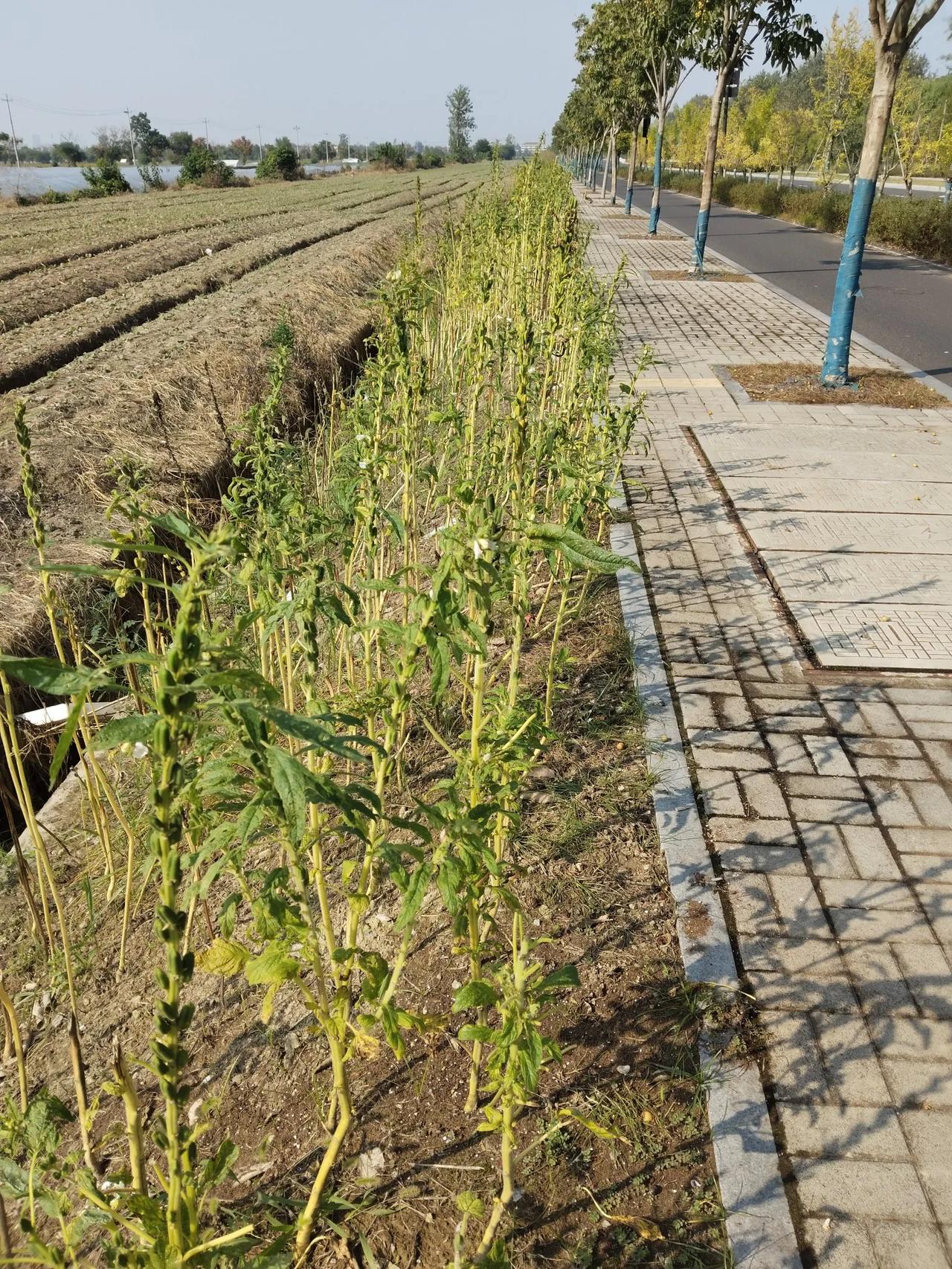 河南芝麻9月初就收割了。

杭州的芝麻现在继续生长。

改造一个植物的是环境，改