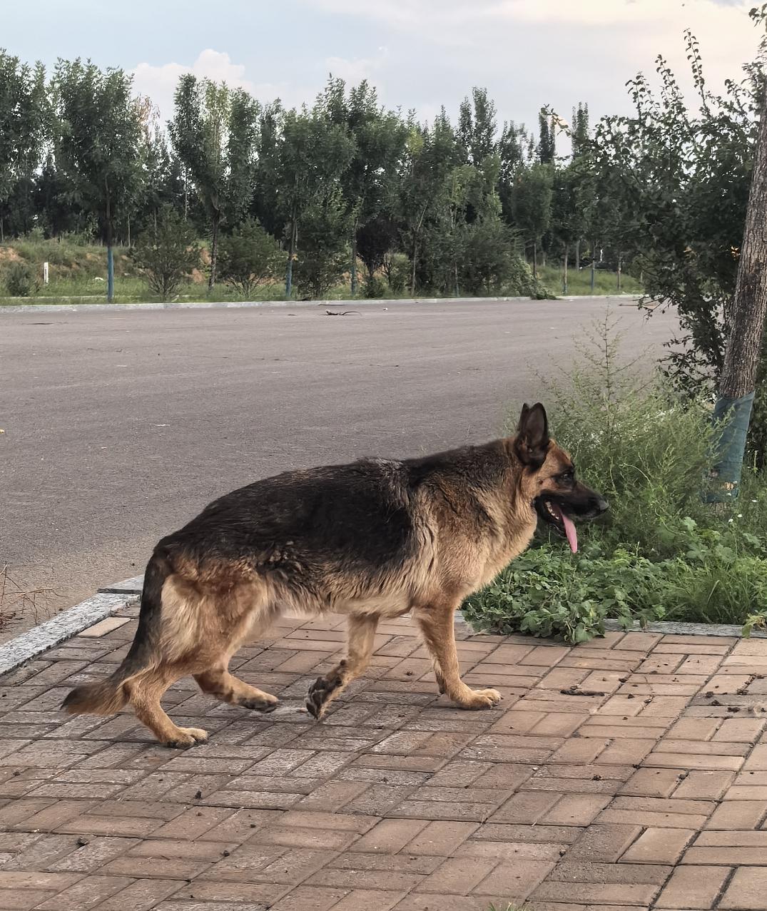 路边拍到的品种犬。有人说这是品种名犬，有知道这是什么品种吗？