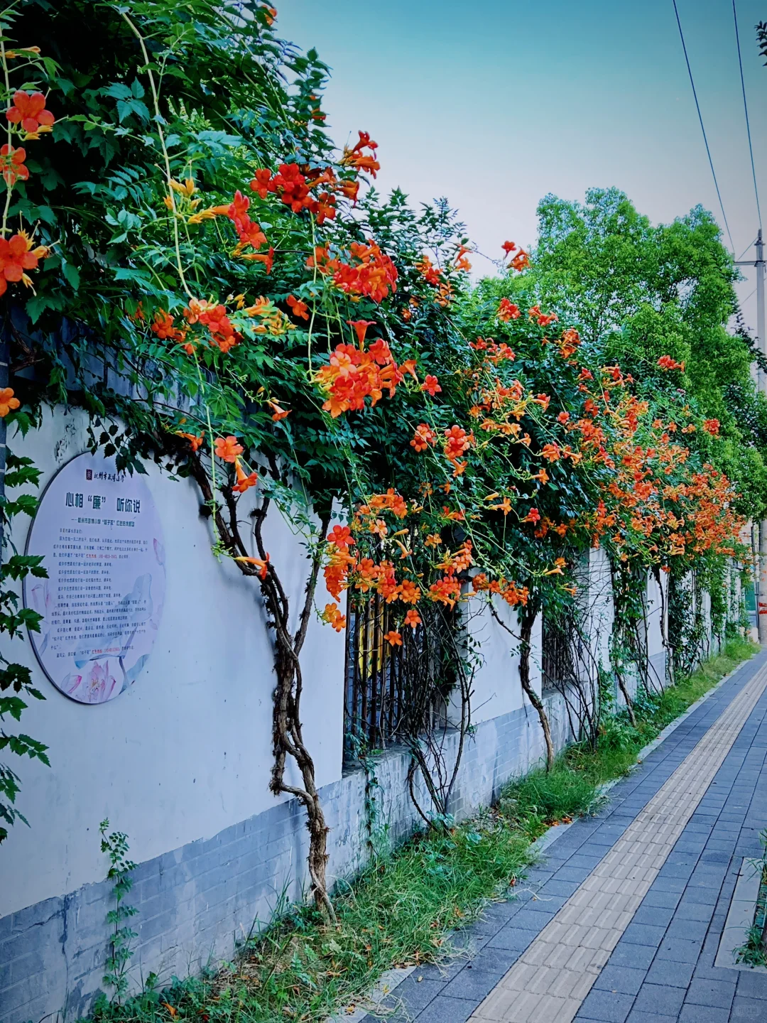 杭州无人问津的凌霄花‼️在学校绽放