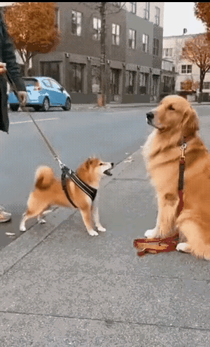 大金毛正襟危坐，面对前来挑战的柴犬的狂吠不为所动，颇有大将风度。
柴犬背靠着身边