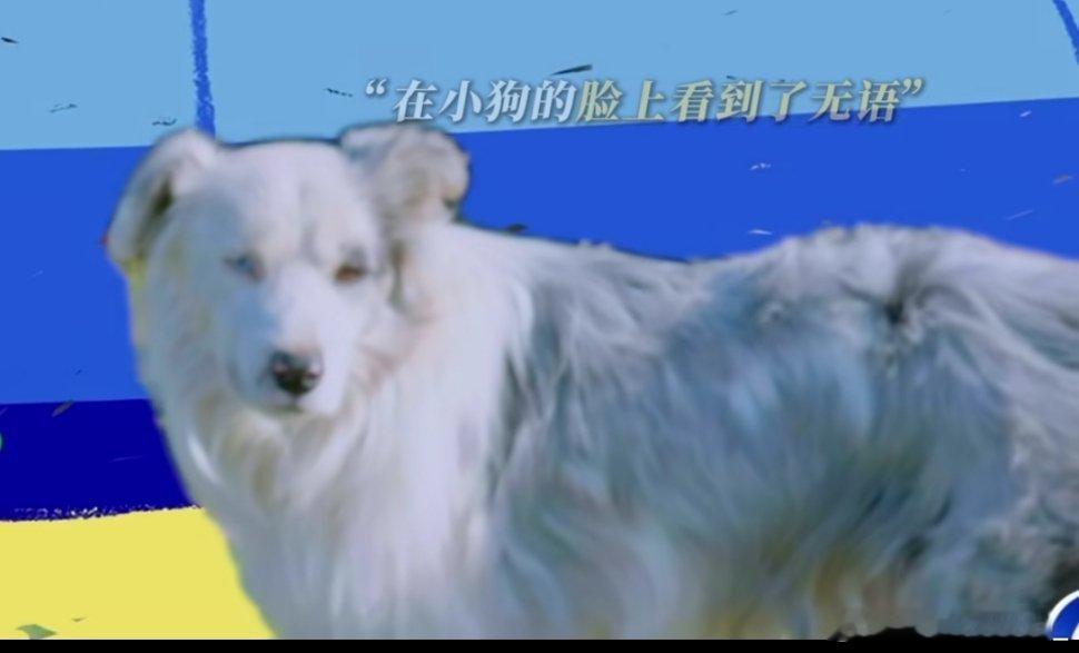 #白敬亭[超话]# 白敬亭：我的内心有亿点无语[二哈][二哈]刚开始还没看出来有