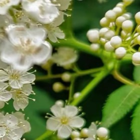 珍珠梅1. 栽培方式：园土+腐叶土，中性微碱土壤都适配；落叶灌木，根系发达，优先
