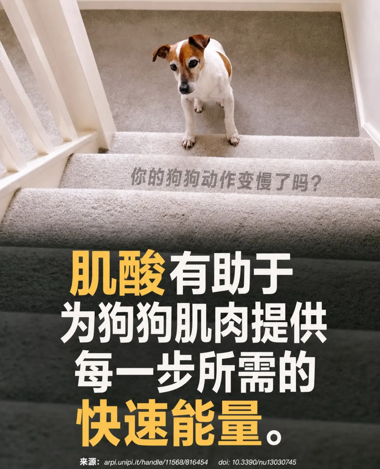 🪜你家狗狗上下楼梯吃力吗？👀狗狗肌肉流失最早信号不一定是跛行，而是...