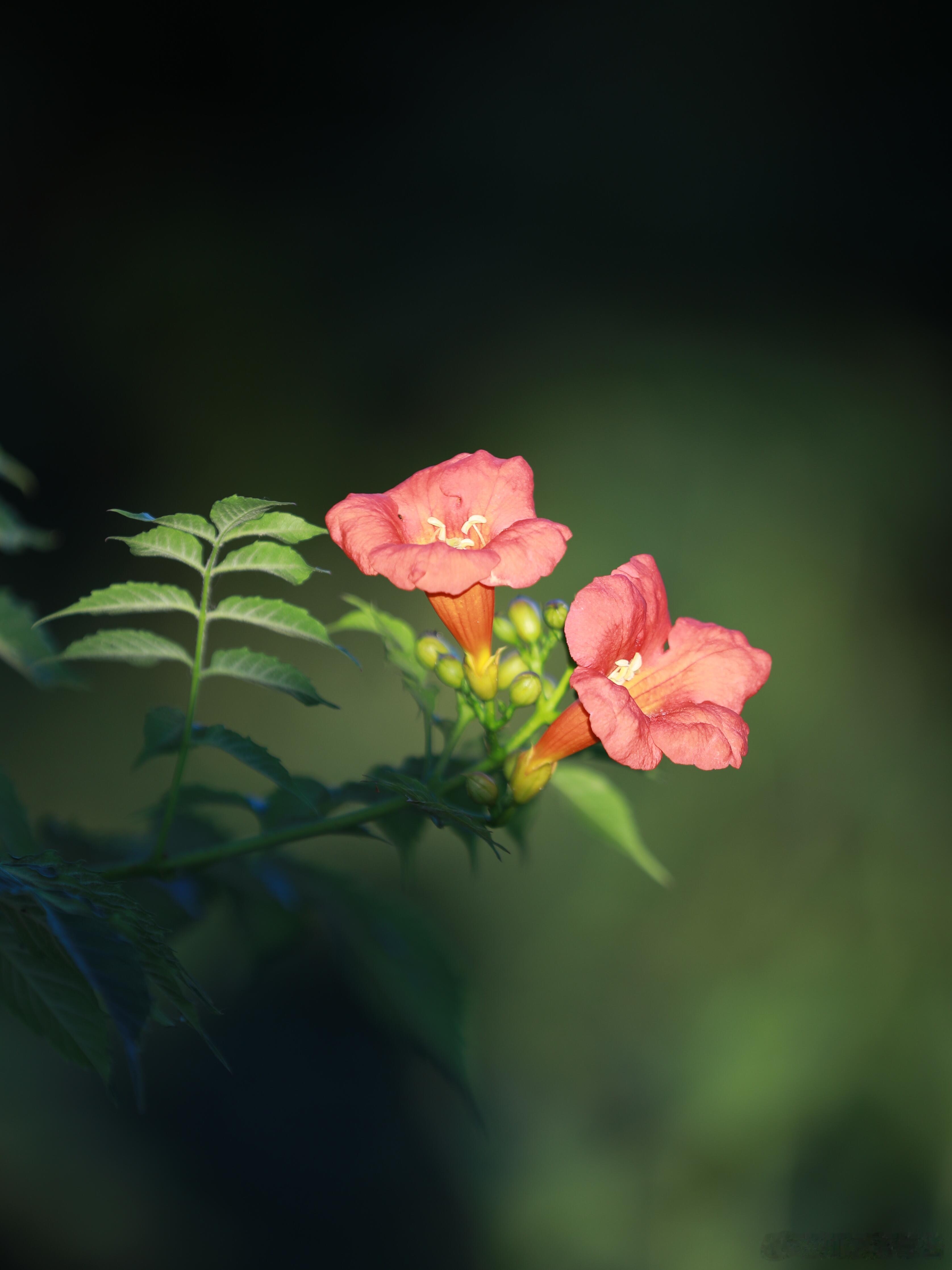 奇妙生物圈植物科普 植物界的