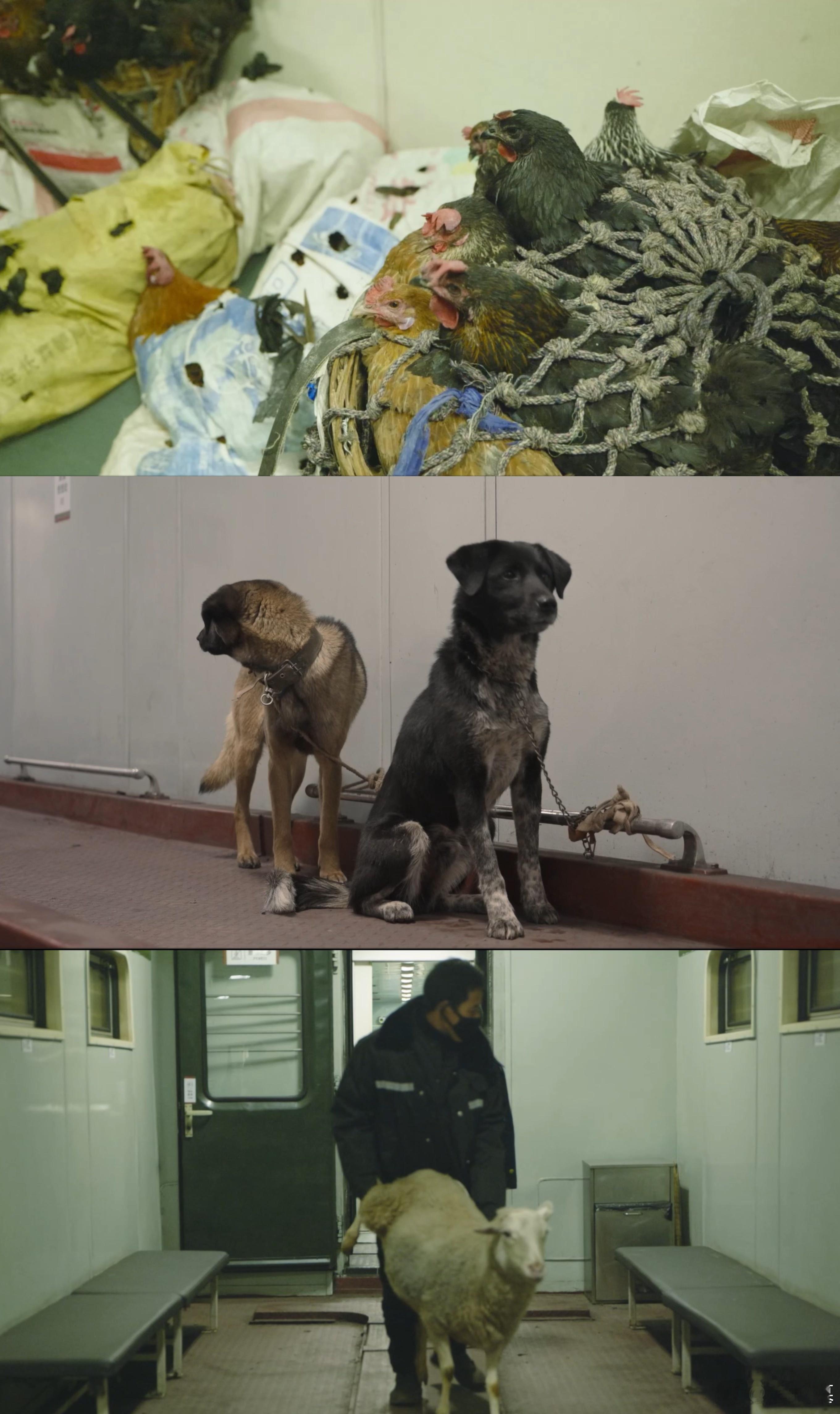 人猪羊同车的列车长最后一个春运  女列车长一辈子服务一趟车  昨天之后  29年