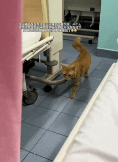 一个给流浪猫投喂过食的女主人，在医院动手术后正疼的难受时，流浪猫躲过了医生护士的