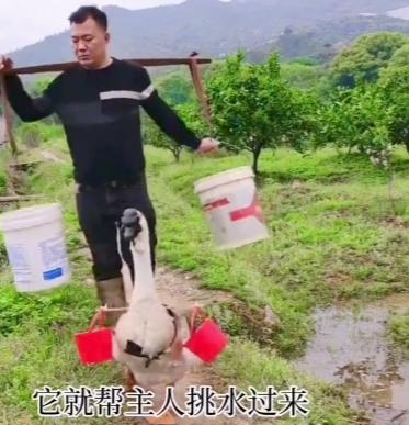 这只会帮主人做工，会催主人做工的“管家婆”大鹅不知道是不是以前抢主人刀的那只鹅？