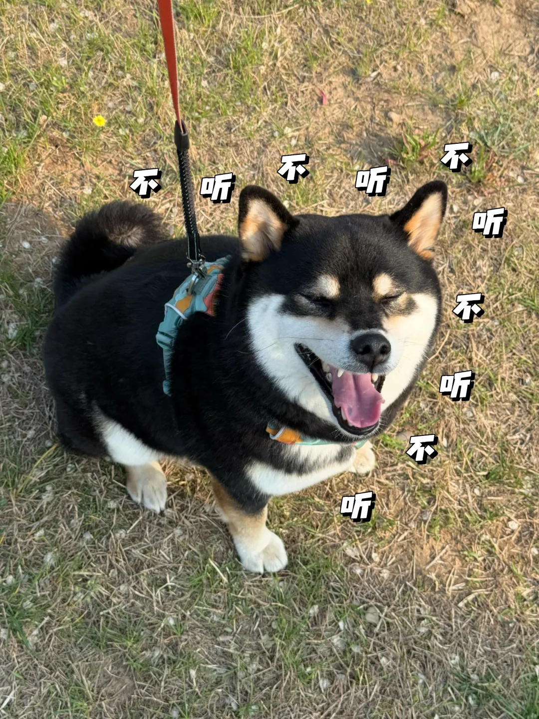 我说不要吃草，它就这样