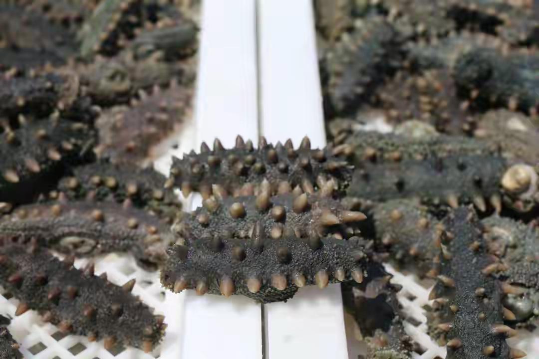 别再买错！南北海参品质差在核心海域
 
买海参别只看价格，南北海参的品质鸿沟，根