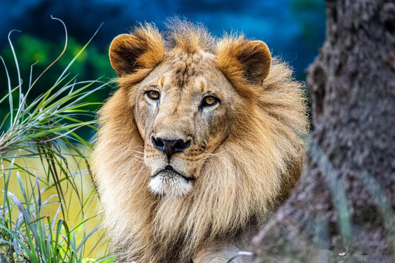 目前，全球狮子数量最多的10个国家：

1.  🇹🇿 坦桑尼亚 – 14,5