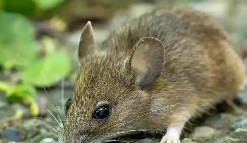 1968年，陕西一老农丢了3块5角，儿子说在老鼠洞。老农气急刨了老鼠洞，却发现一