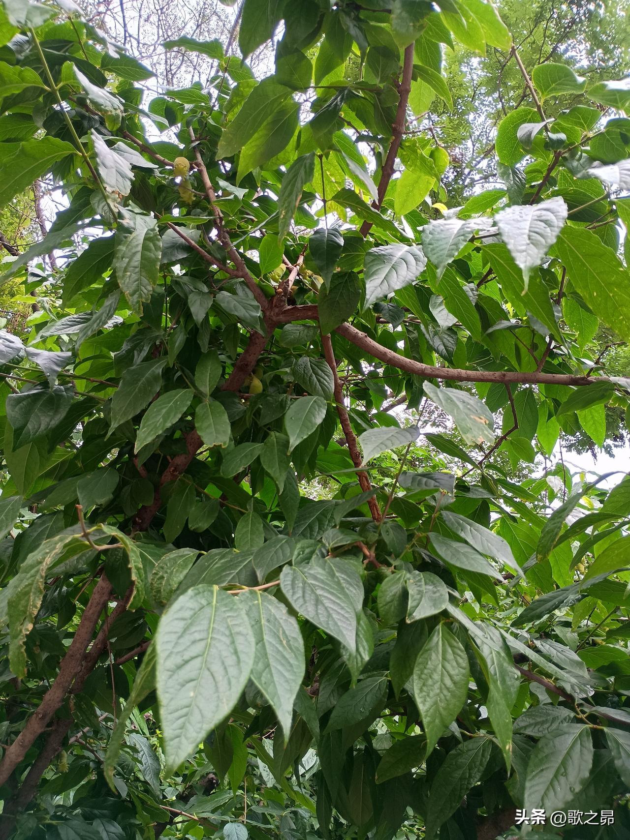 ——青梅雨下了几天，断断续续的。运河堤上有一行梅树，除了不缺水还有鸟儿粪的滋养，