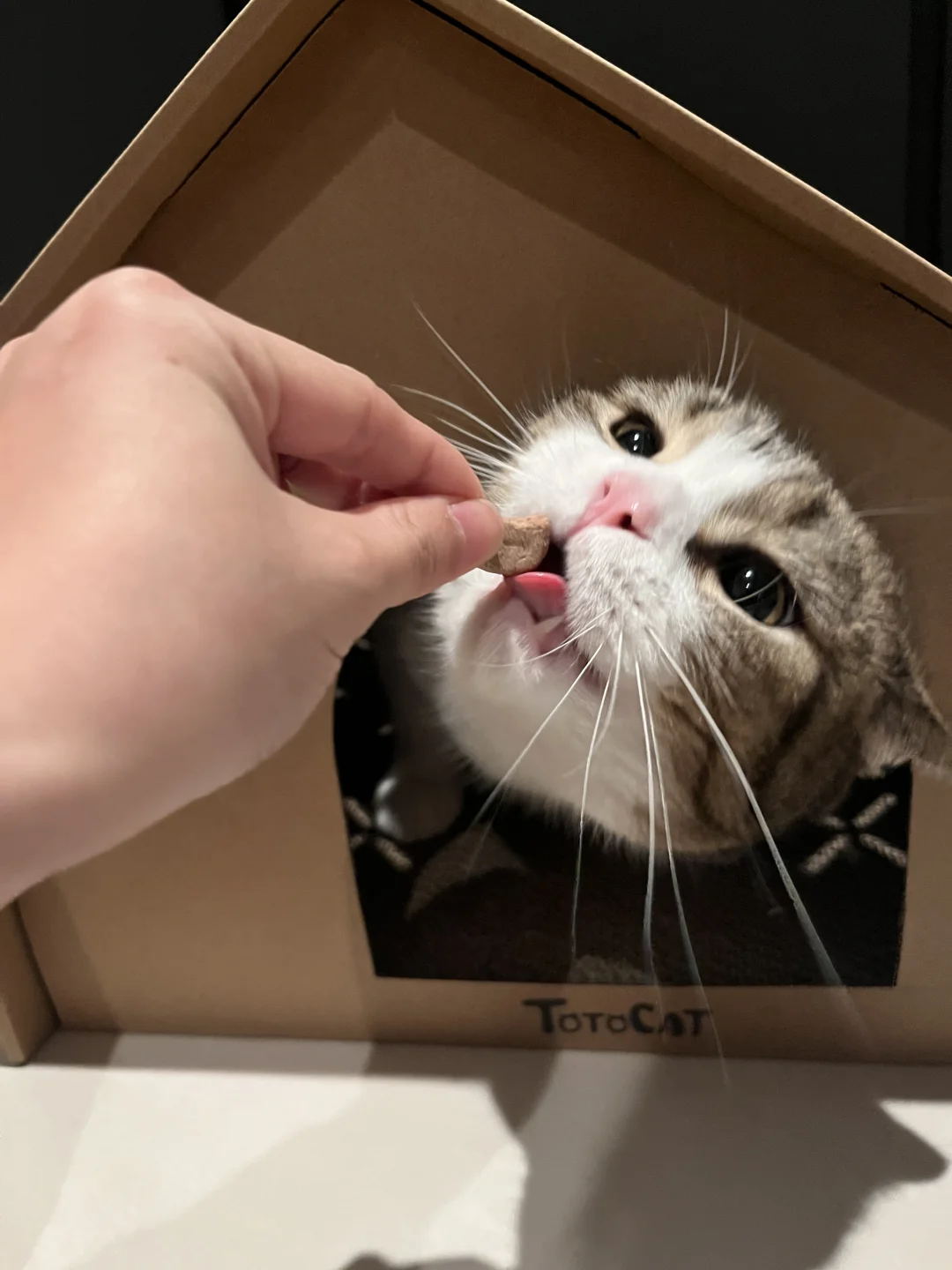 “水桶猫”的补水秘诀｜冻干推荐猫咪必看