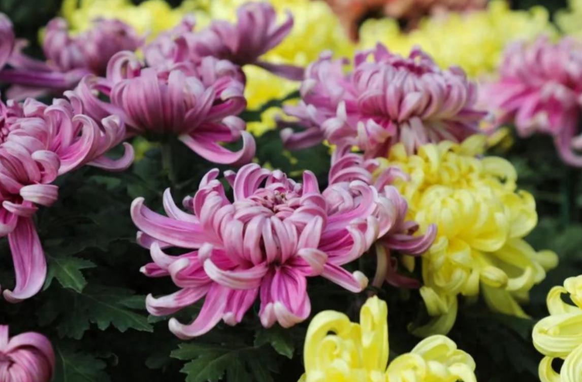 “不怕重阳十天雨，就怕重阳一日晴”

今年重阳节出现在霜降之后（属于“晚重阳”年