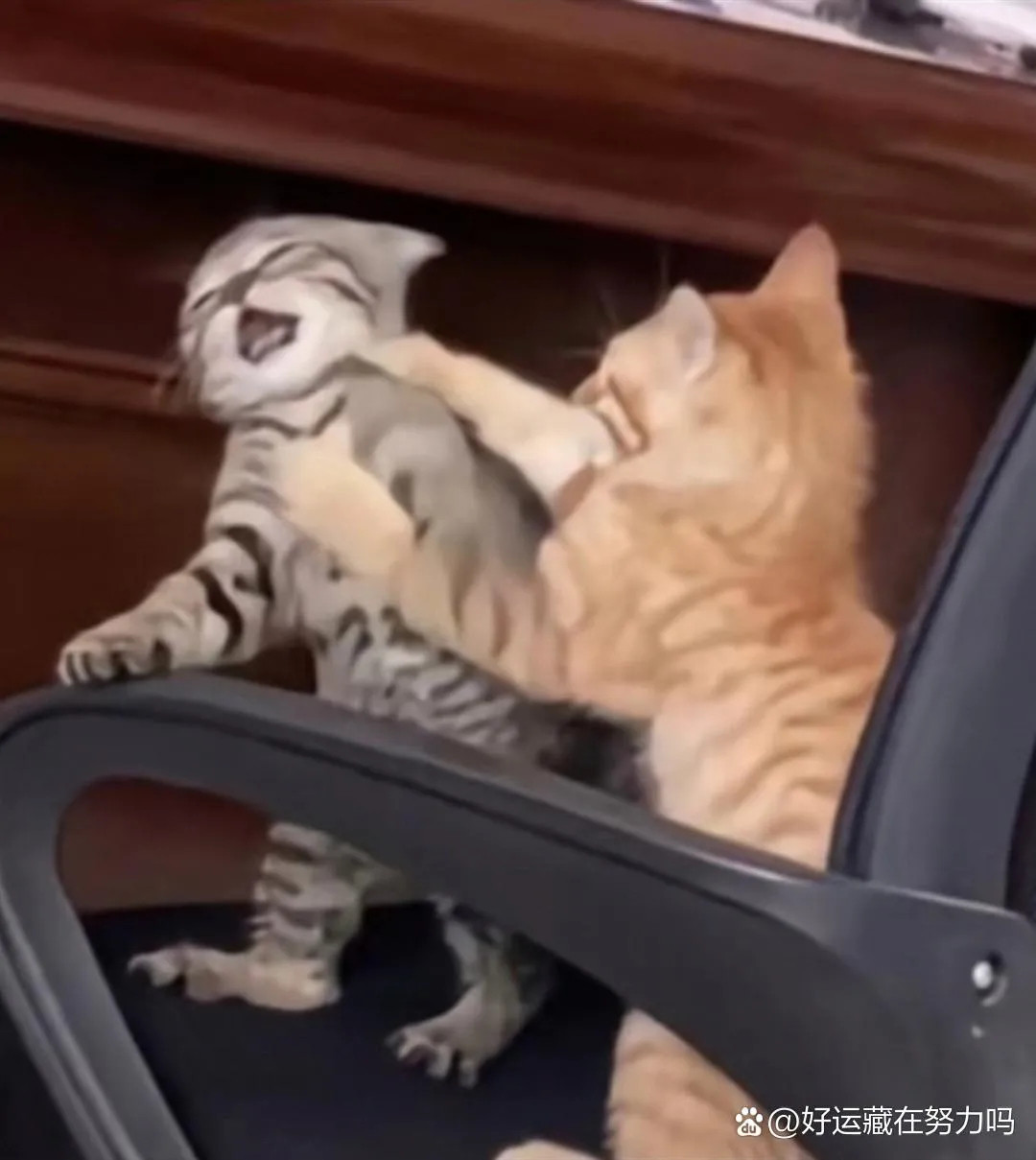 养猫一定要养两只，因为猫咪打架比电影好看。