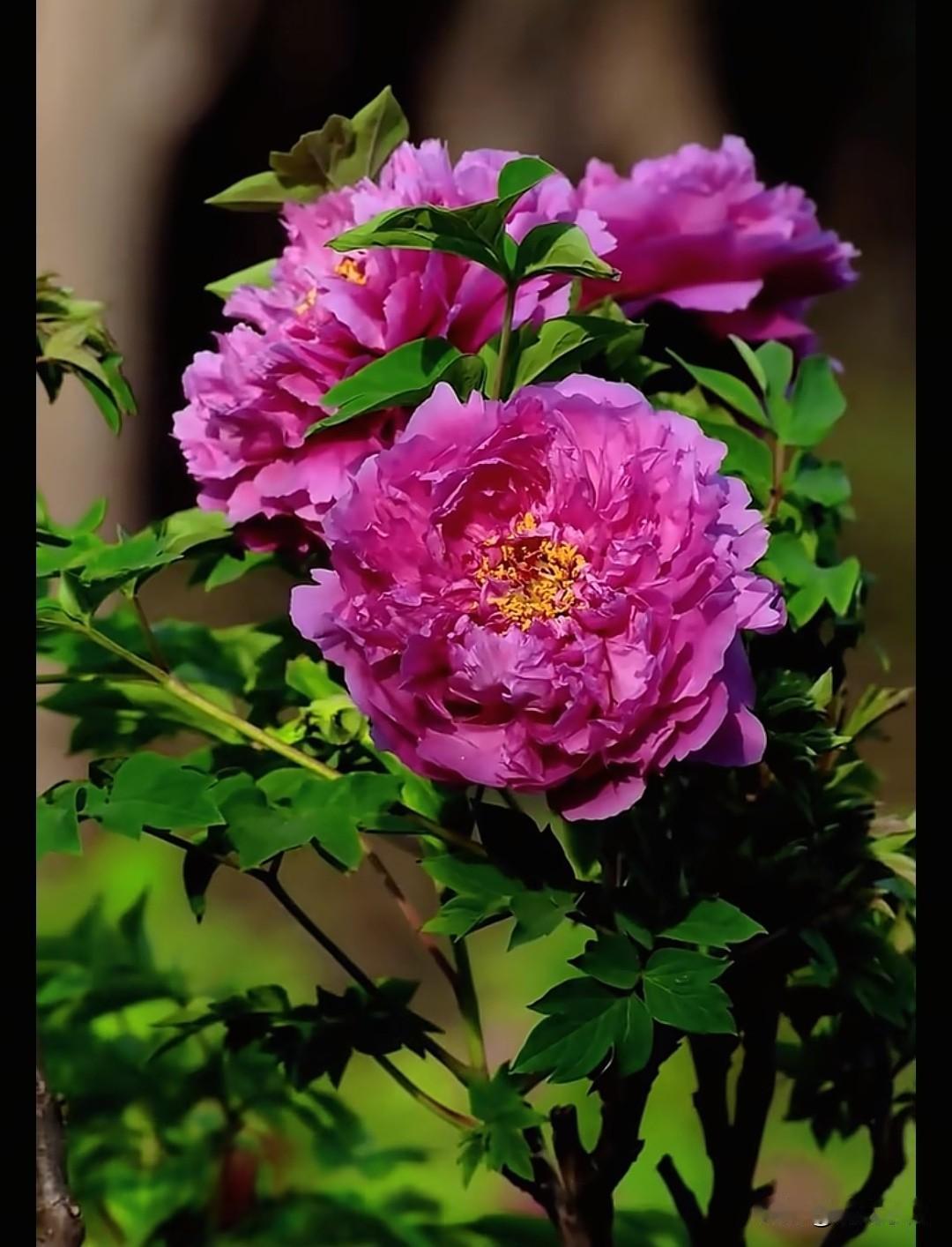 快看！谁看了不心动？这才是当之无愧最美的牡丹花！牡丹园盛景！紫粉牡丹肆意盛放，不