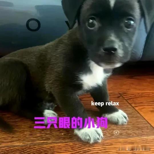 早上下楼倒垃圾，在垃圾桶边发现一只小黑狗。小黑狗看起来有些焦急，看样子应该刚刚满