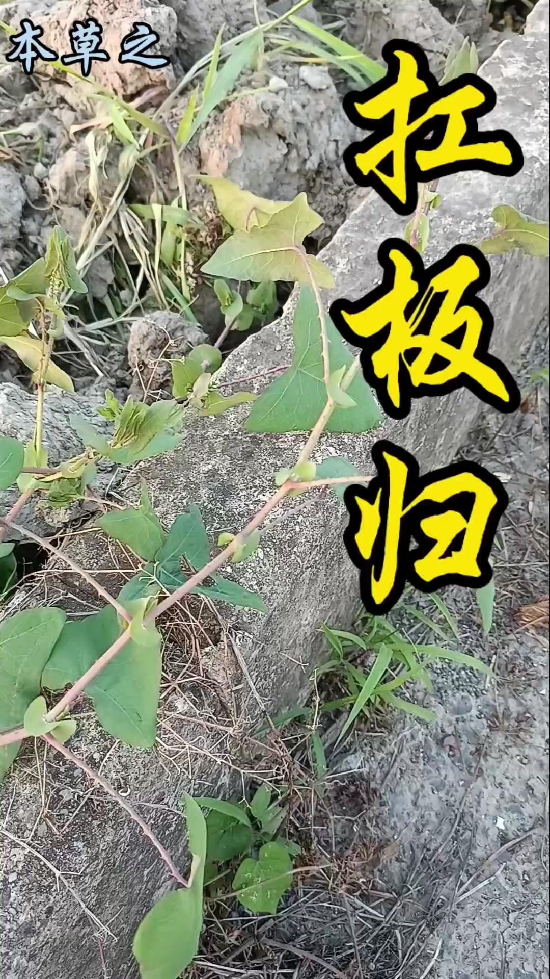 🔥救命！这草竟叫“蛇倒退”？眼前这棵生命力极强的植物，有个霸气的名字叫扛板归，