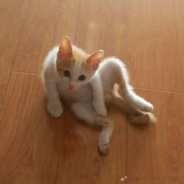 49841【丑猫】小小年纪已经有厅局姿态 