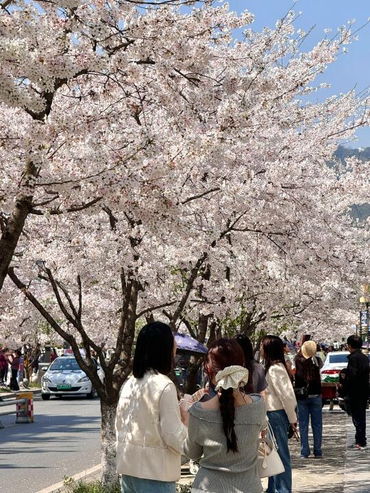 3.25实拍！都江堰一整条街樱花开爆了🌸免费
