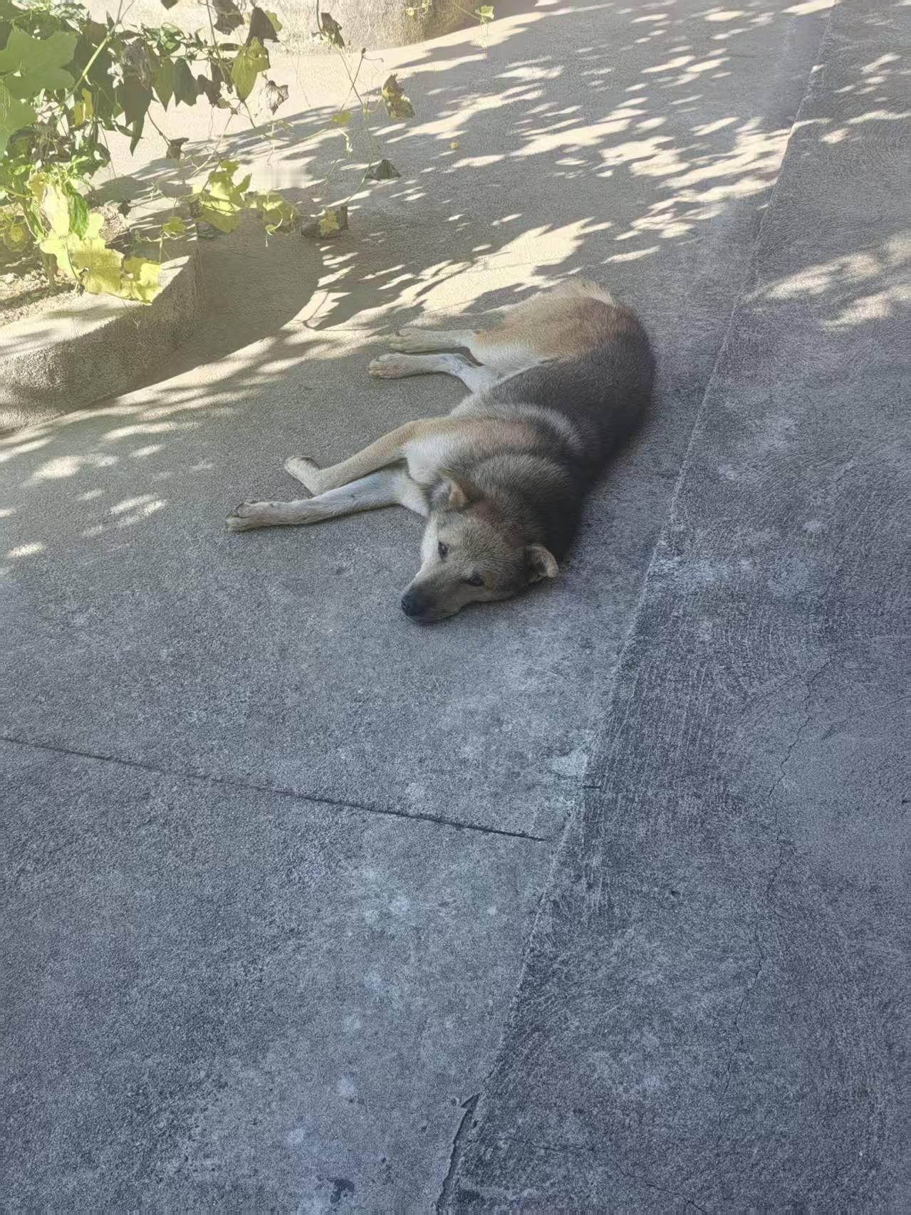 你能接受人狗同桌吃饭的餐厅吗？
肯定不能接受啊！
如果有遇到这样的餐厅，转头就走